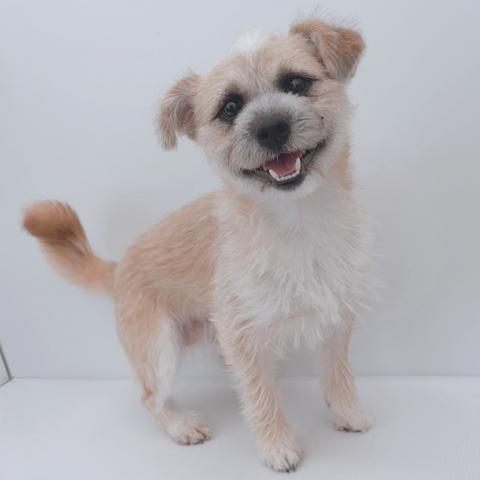 新潟県のハーフ犬・ミックス犬 (ペットアミ 新津店/2025年11月1日生まれ/男の子/ブラウン)の子犬の1枚目の画像