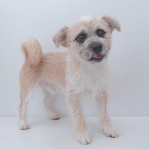 新潟県のハーフ犬・ミックス犬 (ペットアミ 新津店/2025年11月1日生まれ/男の子/ブラウン)の子犬の2枚目の画像