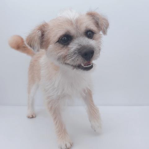 新潟県のハーフ犬・ミックス犬 (ペットアミ 新津店/2025年11月1日生まれ/男の子/ブラウン)の子犬の3枚目の画像