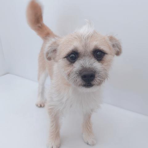 新潟県のハーフ犬・ミックス犬 (ペットアミ 新津店/2025年11月1日生まれ/男の子/ブラウン)の子犬の4枚目の画像