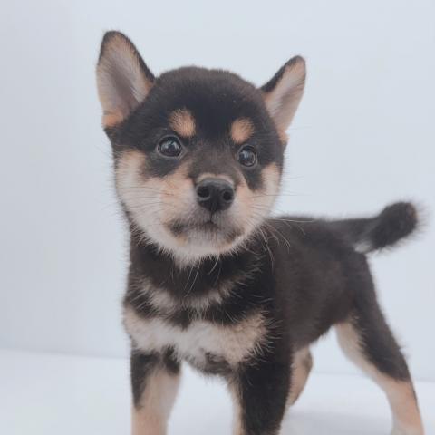 新潟県の柴犬(標準サイズ) (ペットアミ 新津店/2026年7月3日生まれ/男の子/黒)の子犬の1枚目の画像