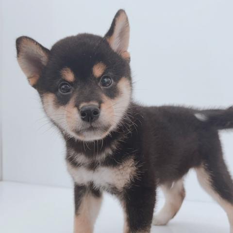 新潟県の柴犬(標準サイズ) (ペットアミ 新津店/2026年7月3日生まれ/男の子/黒)の子犬の2枚目の画像