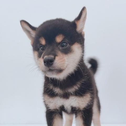 新潟県の柴犬(標準サイズ) (ペットアミ 新津店/2026年7月3日生まれ/男の子/黒)の子犬の3枚目の画像