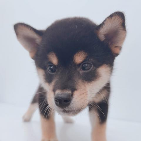 新潟県の柴犬(標準サイズ) (ペットアミ 新津店/2026年7月3日生まれ/男の子/黒)の子犬の4枚目の画像