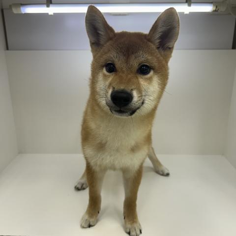 奈良県の柴犬(標準サイズ) (ペットアミ 田原本店/2026年3月6日生まれ/男の子/赤)の子犬の1枚目の画像
