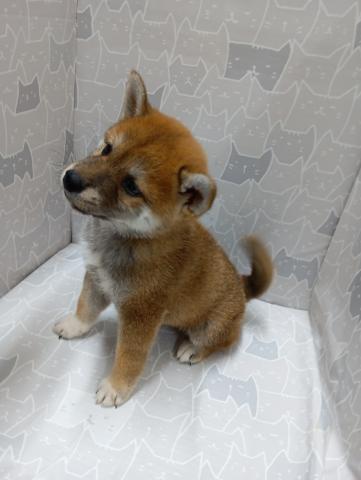 柴犬