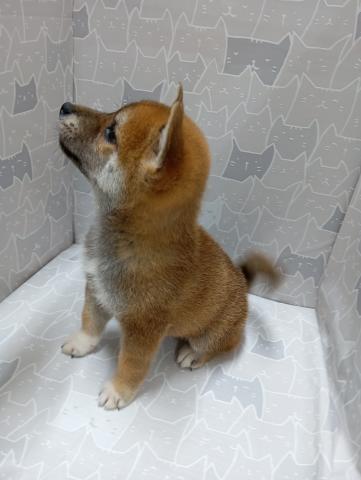 柴犬