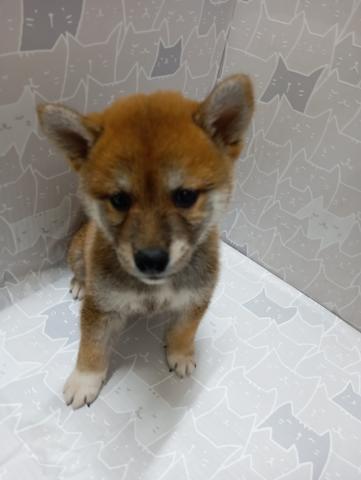 柴犬