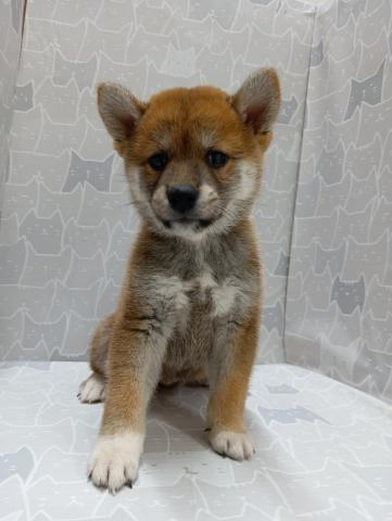 柴犬