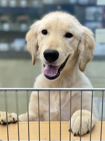 新潟県のゴールデンレトリバー (ペットアミ 十日町店/2026年3月12日生まれ/男の子/ゴールデン)の子犬