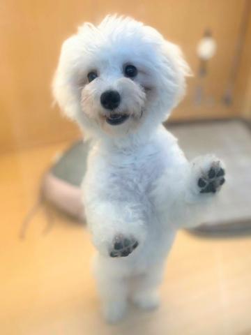 ビションフリーゼ