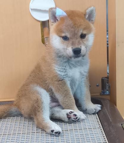 柴犬