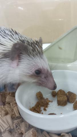 ピグミーヘッジホッグ