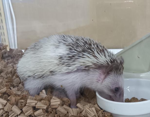 ピグミーヘッジホッグ