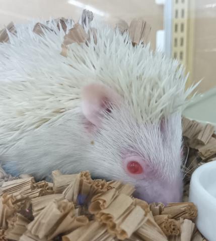 ピグミーヘッジホッグ