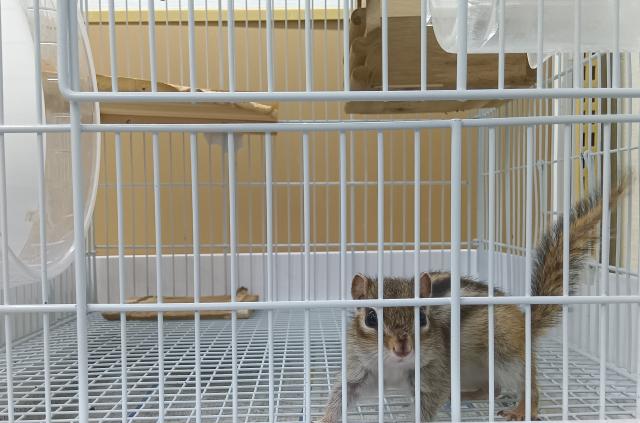 シマリス