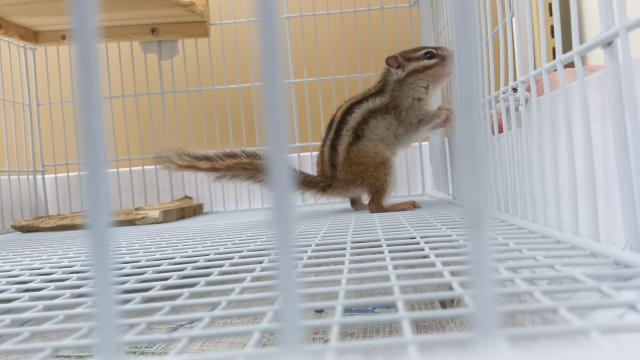シマリス