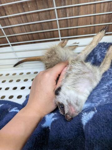 ミーアキャット