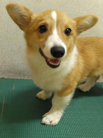 ウェルシュコーギーペンブローク