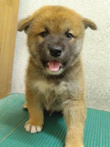 柴犬