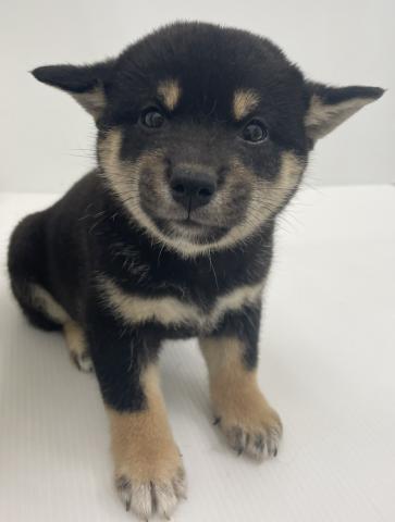 柴犬
