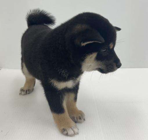柴犬