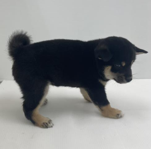 柴犬