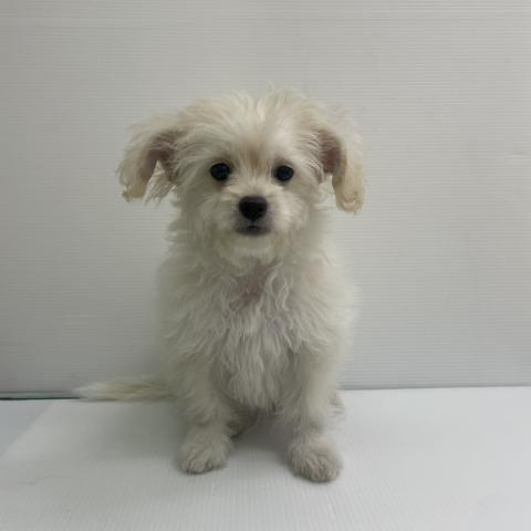 新潟県のハーフ犬・ミックス犬 (ペットアミ 新発田店/2026年3月21日生まれ/男の子/クリームホワイト)の子犬の1枚目の画像