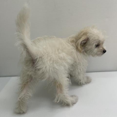 新潟県のハーフ犬・ミックス犬 (ペットアミ 新発田店/2026年3月21日生まれ/男の子/クリームホワイト)の子犬の3枚目の画像
