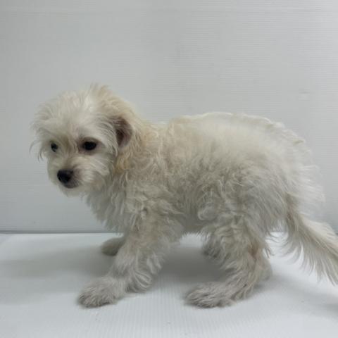 新潟県のハーフ犬・ミックス犬 (ペットアミ 新発田店/2026年3月21日生まれ/男の子/クリームホワイト)の子犬の4枚目の画像