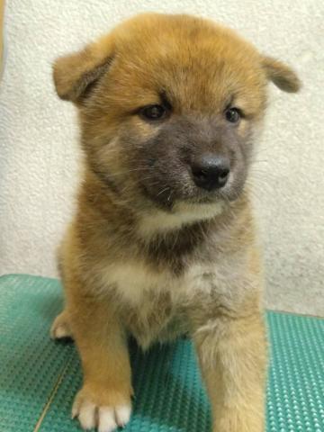 柴犬