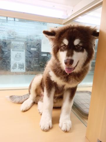 富山県のアラスカンマラミュート (ペットアミ宮野店/2026年4月15日生まれ/男の子/ブラウンホワイト)の子犬の4枚目の画像