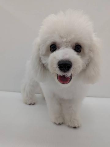 長野県のビションフリーゼ (ペットアミ 中野店/2026年5月6日生まれ/女の子/ホワイト)の子犬の2枚目の画像