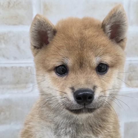 豆柴犬