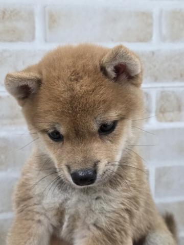 豆柴犬