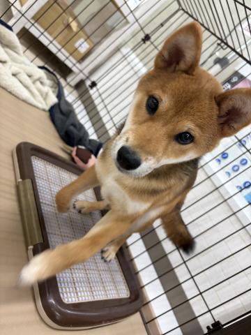 秋田県の柴犬(標準サイズ) (ペットアミ 秋田卸町店/2026年3月28日生まれ/男の子/赤)の子犬の3枚目の画像