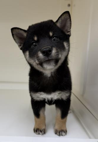 柴犬