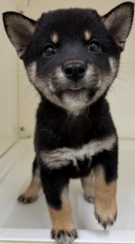 柴犬