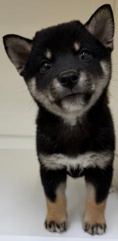 柴犬