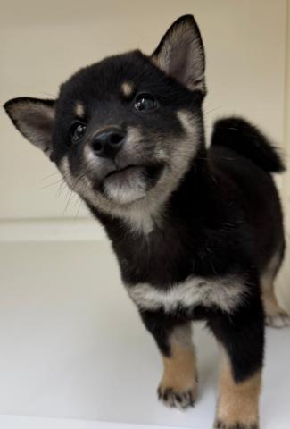 柴犬