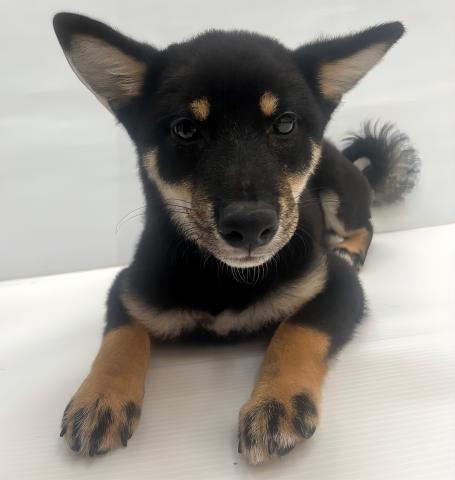 豆柴犬