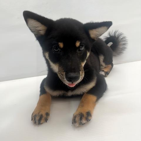 豆柴犬