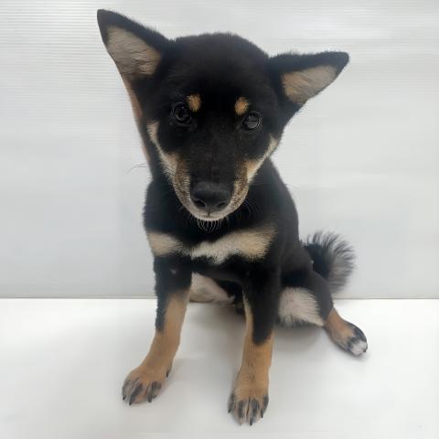 豆柴犬