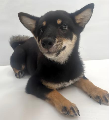 豆柴犬