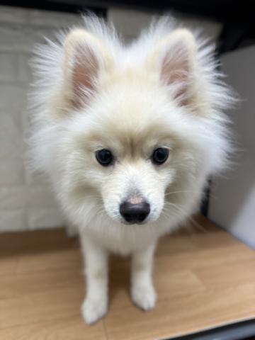 新潟県のポメラニアン (ペットアミ 小千谷店/2026年3月7日生まれ/男の子/クリーム)の子犬の4枚目の画像