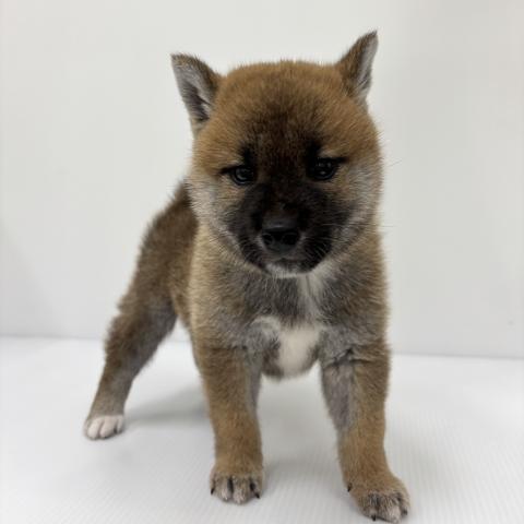 柴犬