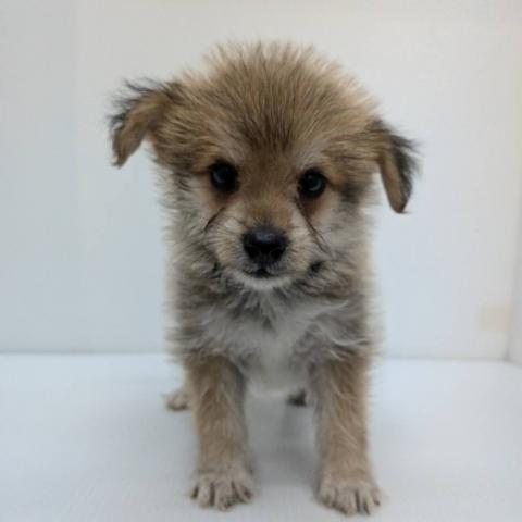 MIX子犬