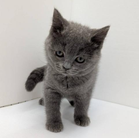 ブリティッシュショートヘア子猫