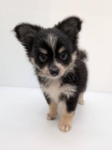 MIX子犬