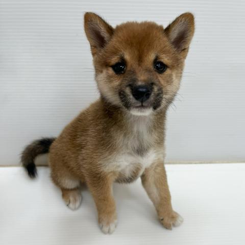和歌山県の豆柴 (ペットアミ 岩出店/2026年7月11日生まれ/女の子/赤)の子犬の1枚目の画像